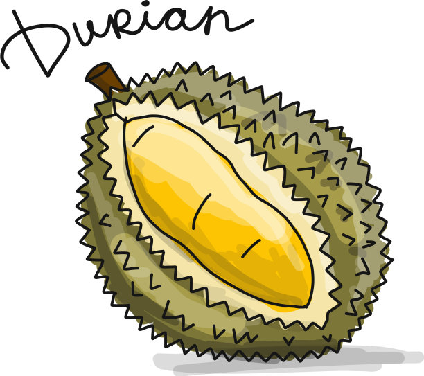 榴莲草图为您的设计图片下载