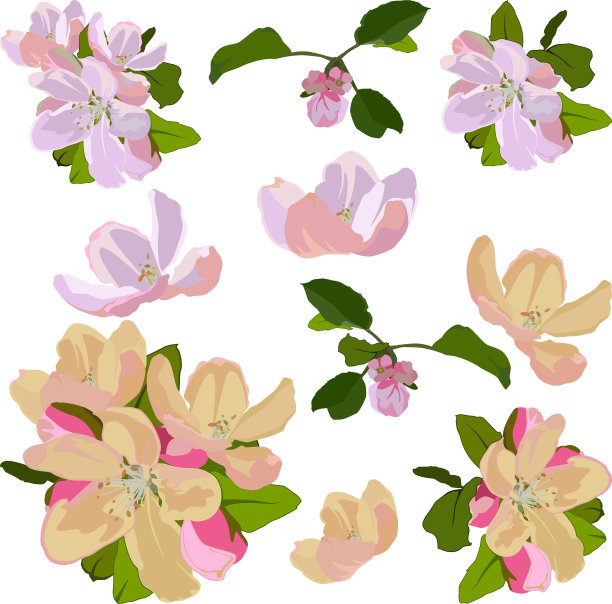 苹果树花集孤立图片下载