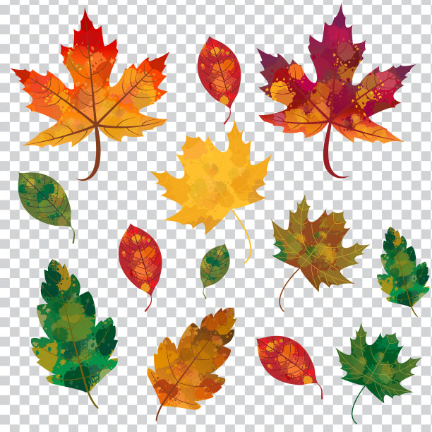 秋叶落，孤叶落图片下载