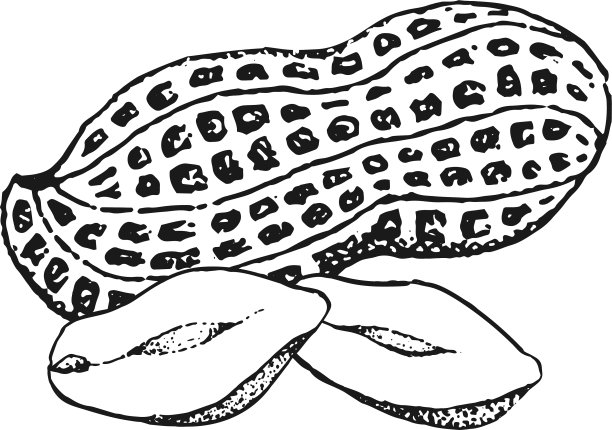 手绘花生图片下载