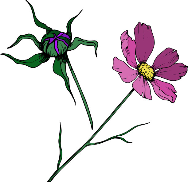 宇宙花，植物花黑色和图片下载