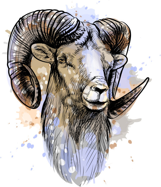 大角羊从山中溅起图片下载