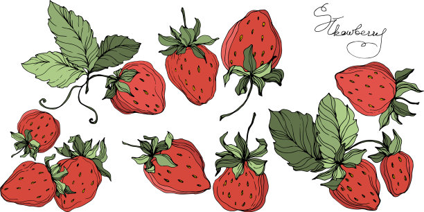 草莓果实绿，叶红图片下载