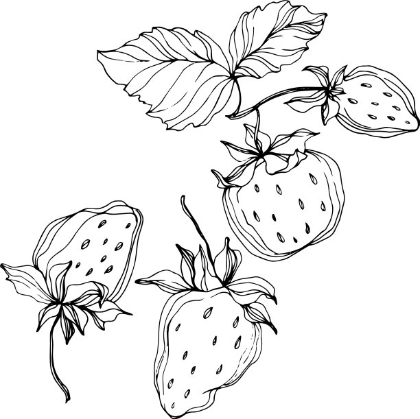 草莓果实黑白相间图片下载