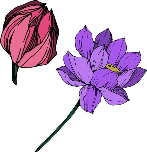 荷花，植物花黑色和图片下载