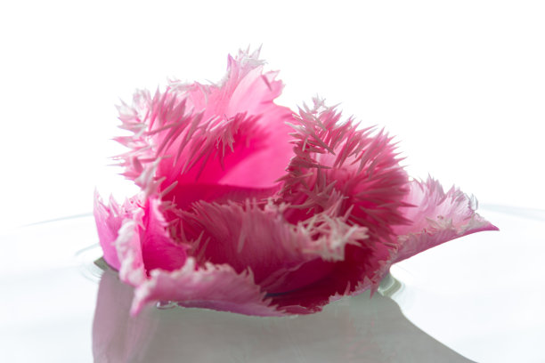 粉红色的流苏郁金香在白色图片下载