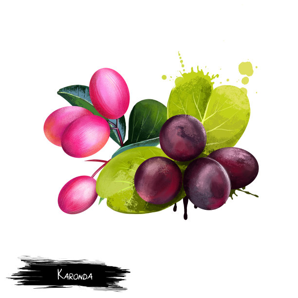 卡隆达被隔离在白色背景上。图片下载