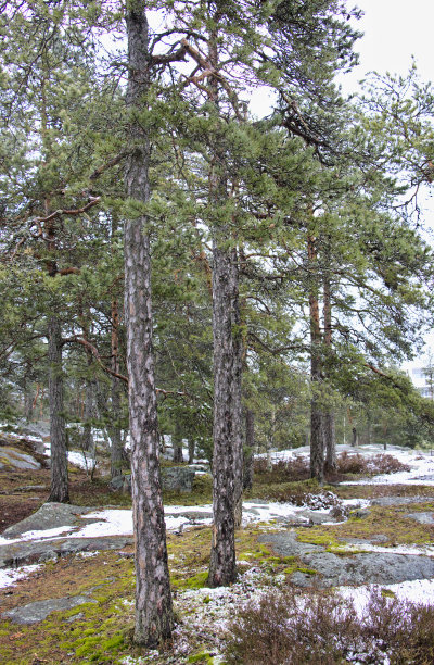 松树在白雪覆盖的岩石上图片下载
