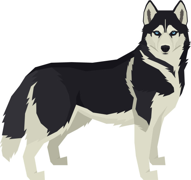 狗西伯利亚哈士奇孤立图片下载