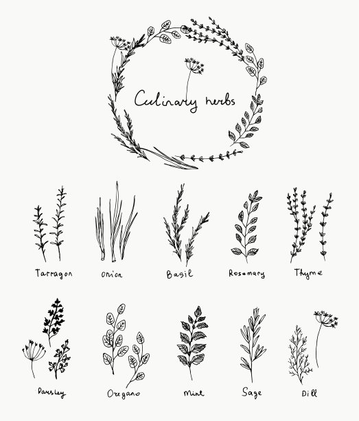 手绘一套烹饪香草罗勒和薄荷图片下载