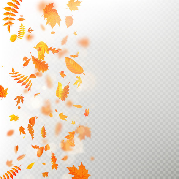 秋天的落叶层有浅的影响图片下载