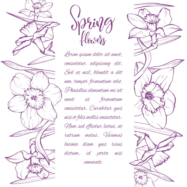 素描线形水仙开花图片下载