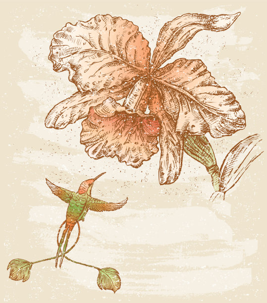 兰花和鸟类图片下载