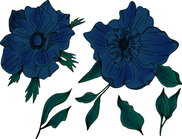 银莲花的艺术品图片下载