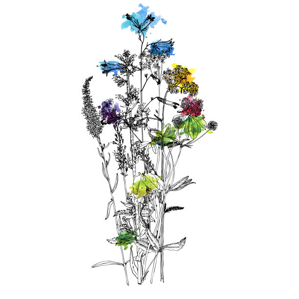 带有野生植物的花束图片下载