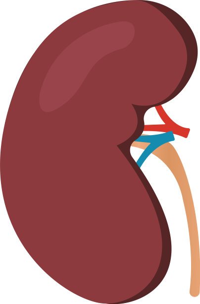 人体肾脏解剖分离在白色照片上图片下载