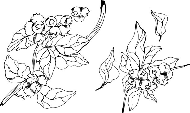 蓝莓手绘墨水画图片下载