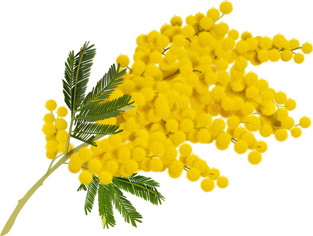 黄色的含羞草枝花象征相思图片下载