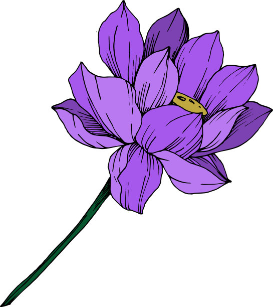 荷花，植物花黑色和图片下载