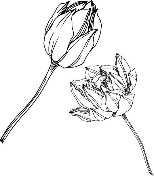 荷花，植物花黑色和图片下载