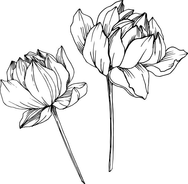 荷花，植物花黑色和图片下载