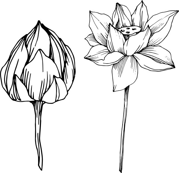 荷花，植物花黑色和图片下载