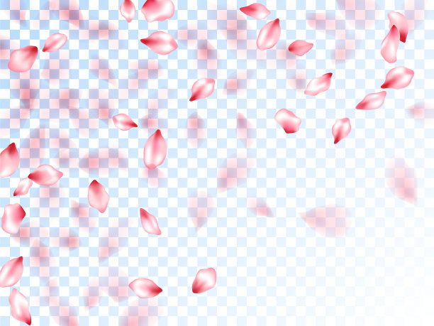 透明背景上的日本樱花花瓣图片下载