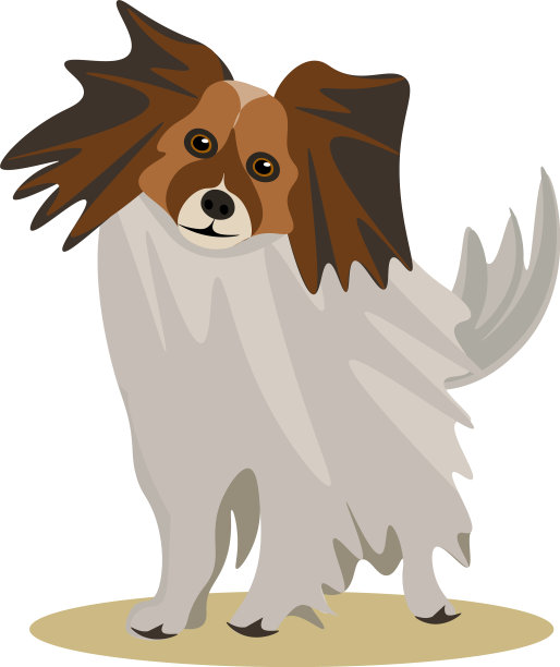 蝶耳犬在白色背景图片下载