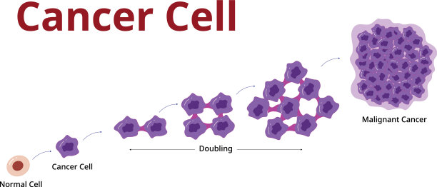 香炉细胞阶段过程发展图片下载