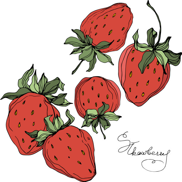 草莓果实绿，叶红图片下载