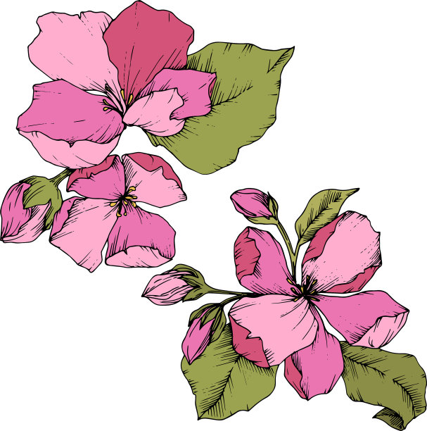 苹果花，花，植物花，粉红色图片下载