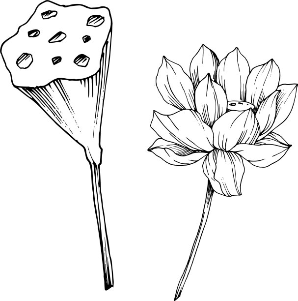 荷花，植物花黑色和图片下载