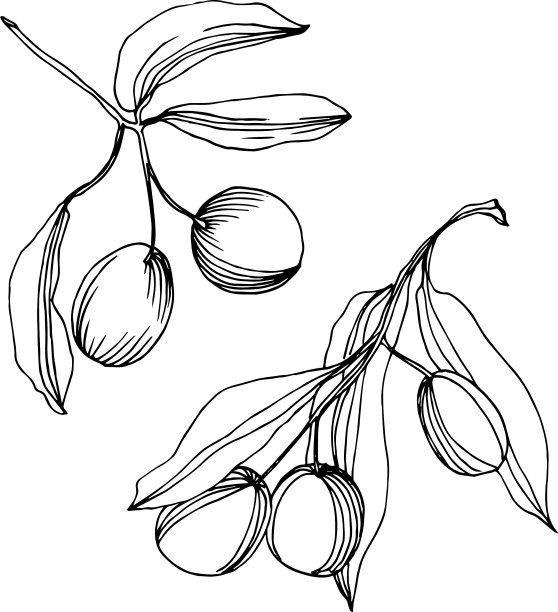 橄榄枝和水果黑色和白色图片下载