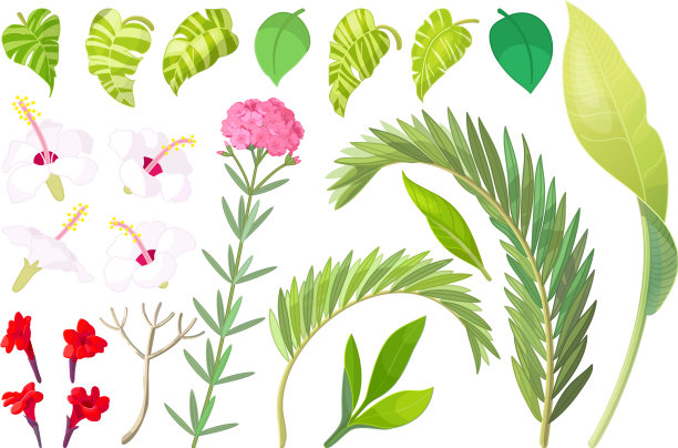 热带植物对象集图片下载