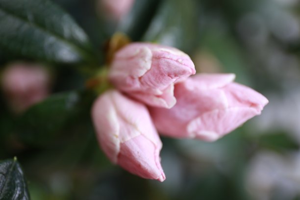 杜鹃花的花图片下载