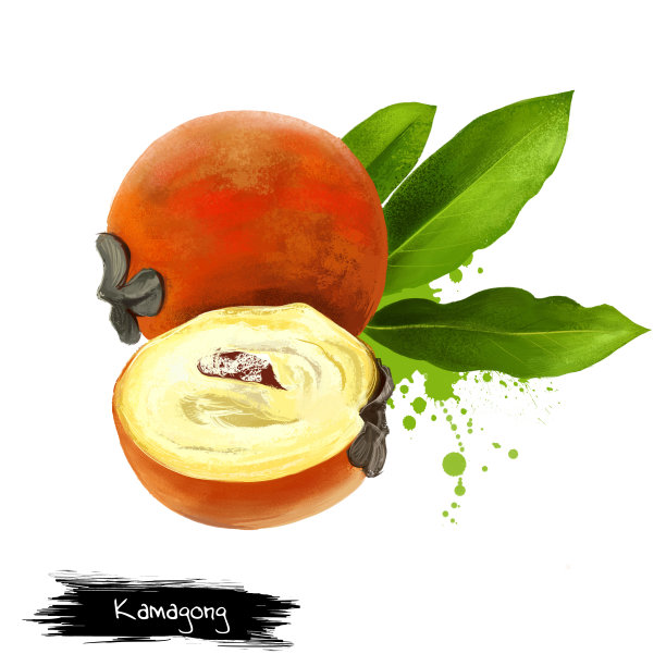 卡马贡，马波洛，塔朗，牛油果，天鹅绒苹果图片下载