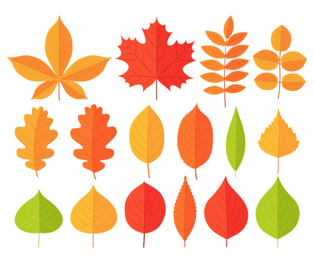 秋叶集象征秋叶落图片下载
