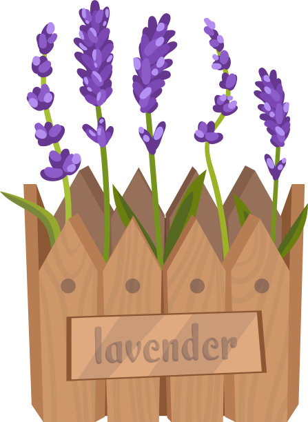 把薰衣草捧花放在木盒子里图片下载
