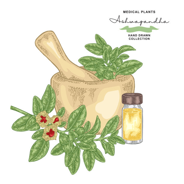 Ashwagandha树枝上有叶子和浆果图片下载