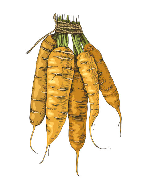 手绘胡萝卜束图片下载