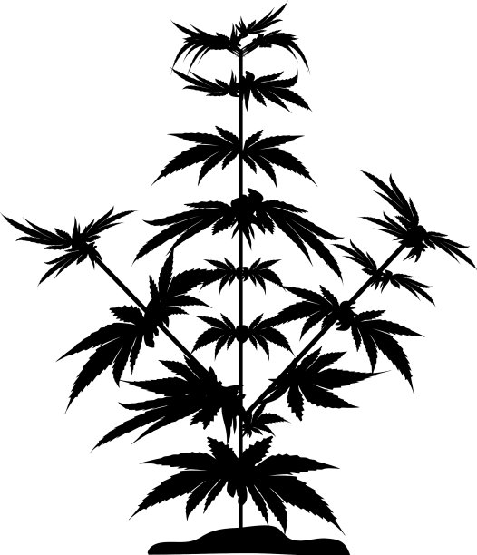 灌木大麻黑影大麻素大麻图片下载