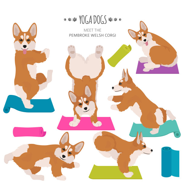瑜伽狗摆姿势锻炼威尔士柯基犬图片下载