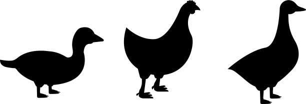 剪影鸭鹅鸡家禽图片下载