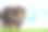 灰熊注意模板图片下载