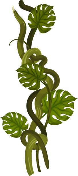 近距离大叶子的藤本植物图片下载