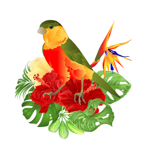 热带鸟可爱，小，有趣的鸟图片下载