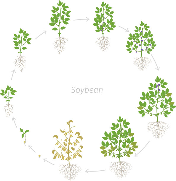 生长阶段呈圆形，有根的大豆植株图片下载