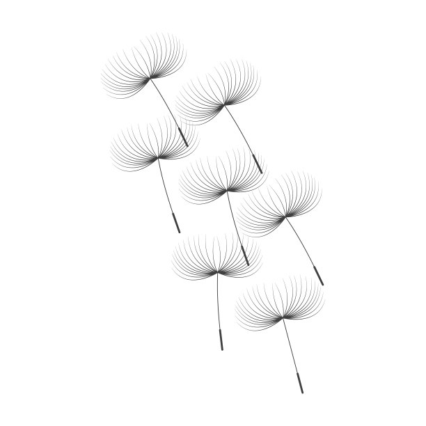 蒲公英种子图标在白色的背景图片下载