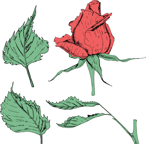 从花朵到玫瑰图片下载