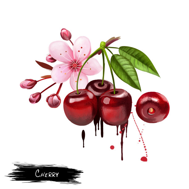 樱桃孤立在白色背景上素材图片